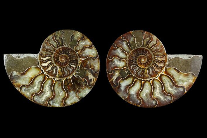 Sliced Ammonite Fossil - Agatized #124992